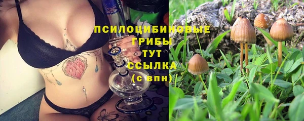 шишки Аркадак